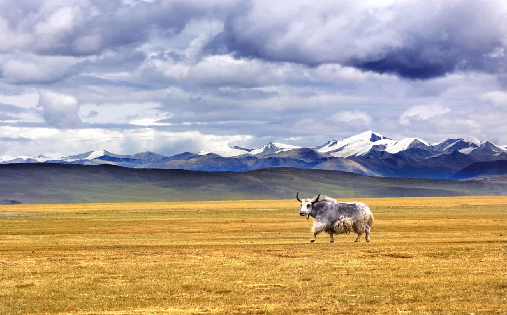 Perché gli aerei evitano di sorvolare il Tibet? 2 dreamstime xxl 4053693 scaled