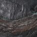 Fossile di cranio di pesce antico