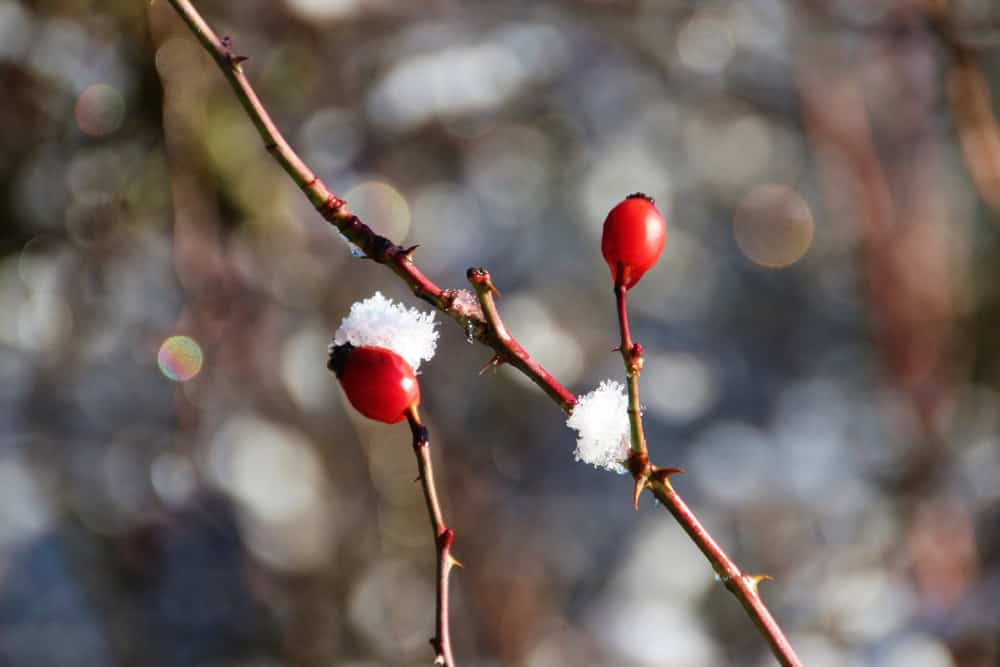 Meteo: allerta per decorazioni natalizie a rischio a causa di vento forte e piogge 2 Ungheria 7