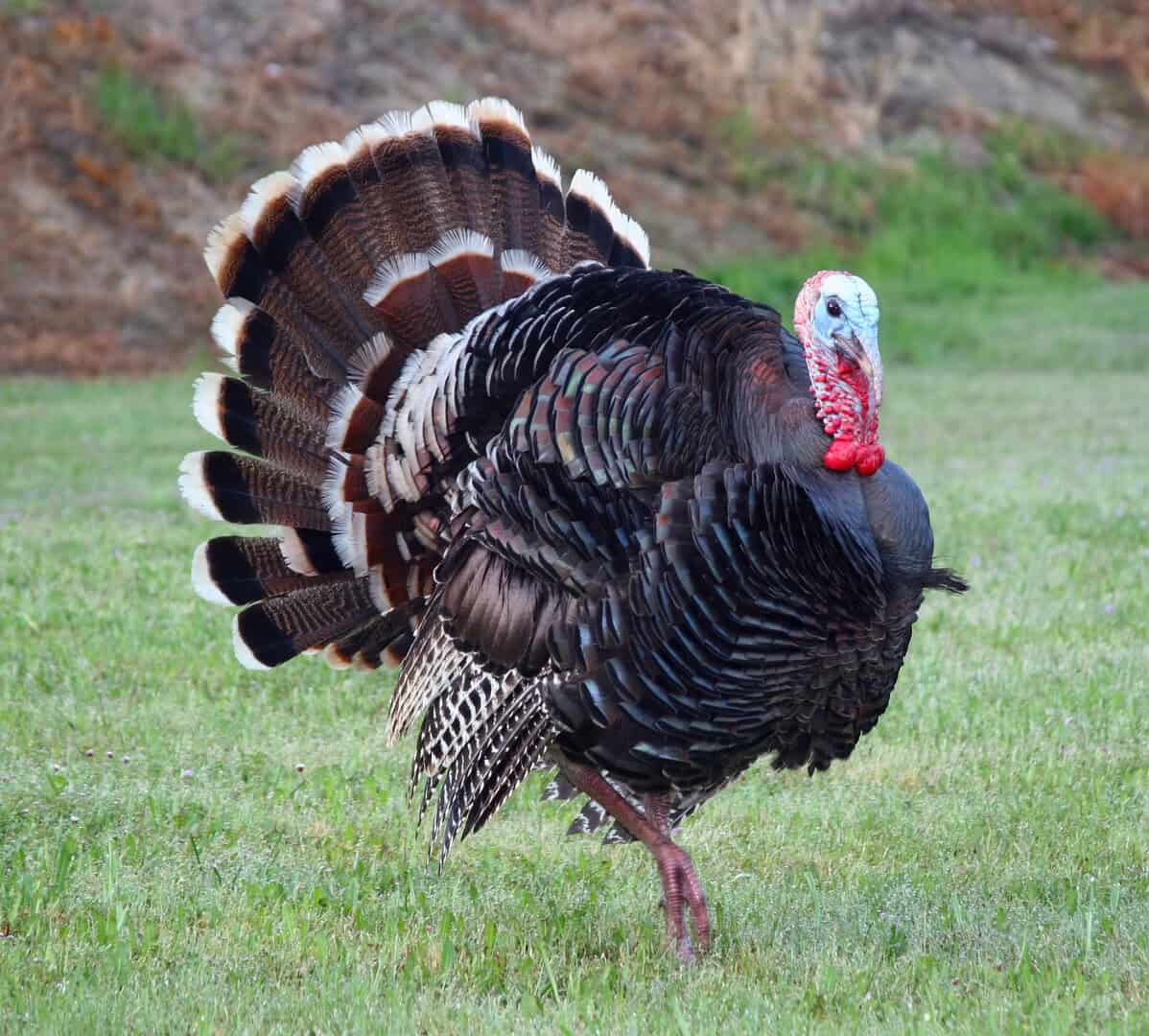 Perché non mangiamo le uova di tacchino? 2 dreamstime m 1776418
