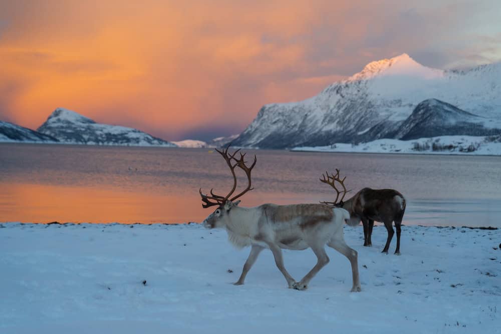 Meteo Finlandia: drastico cambiamento con neve e venti intensi domani