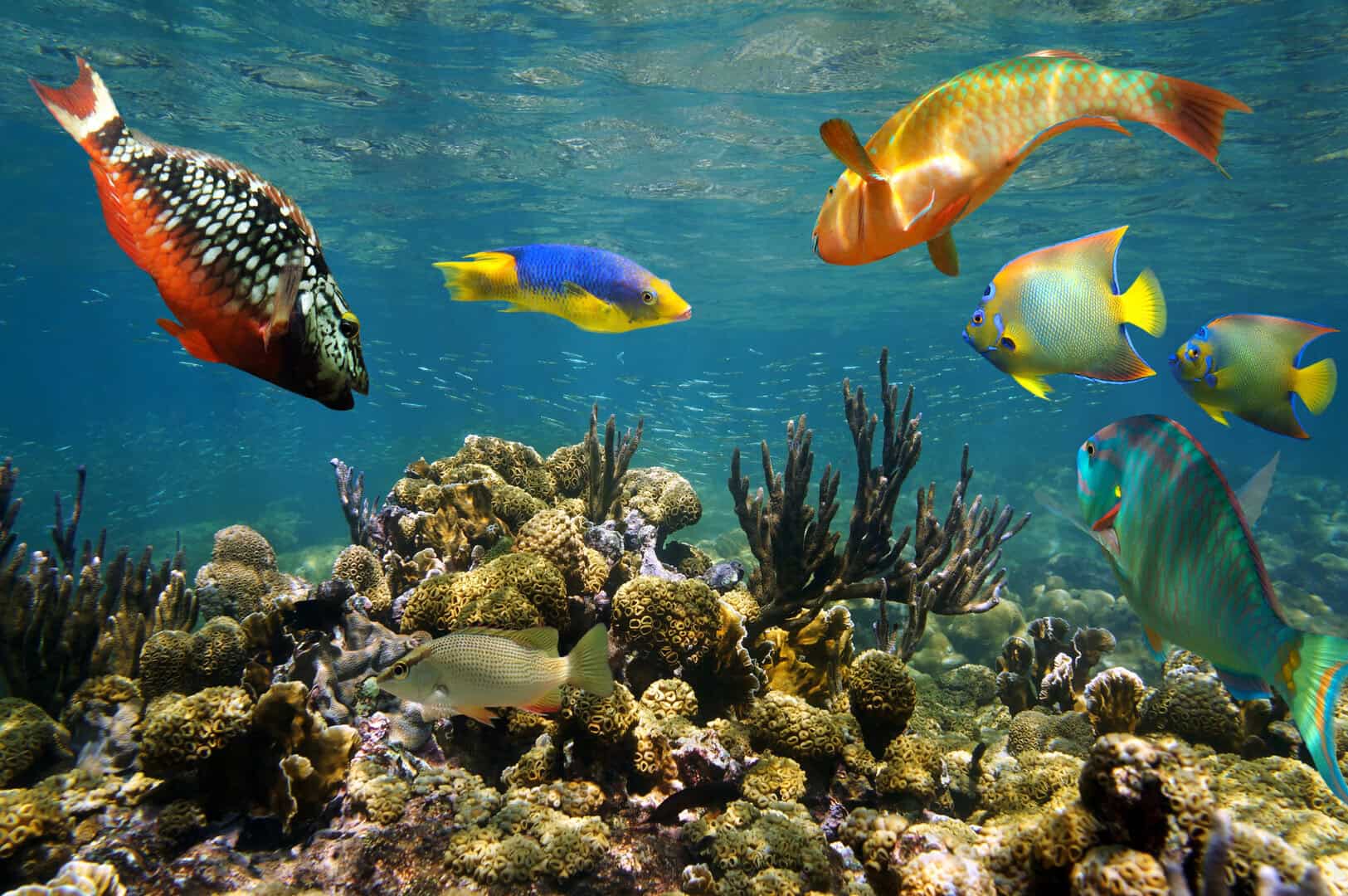 San Andres Underwater Exploration 26022025