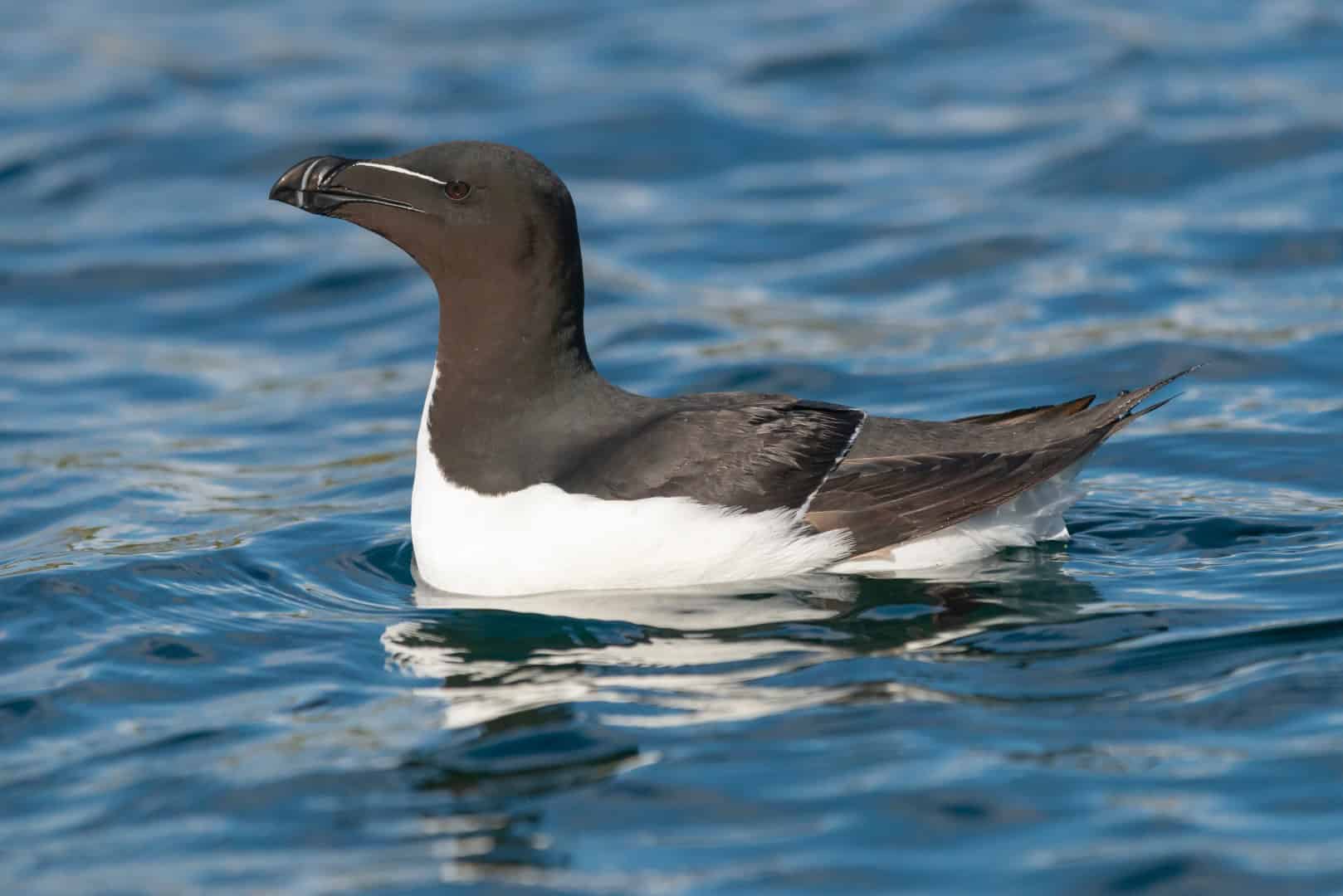 Avvistato un Pinguino nel Mediterraneo, in Sardegna