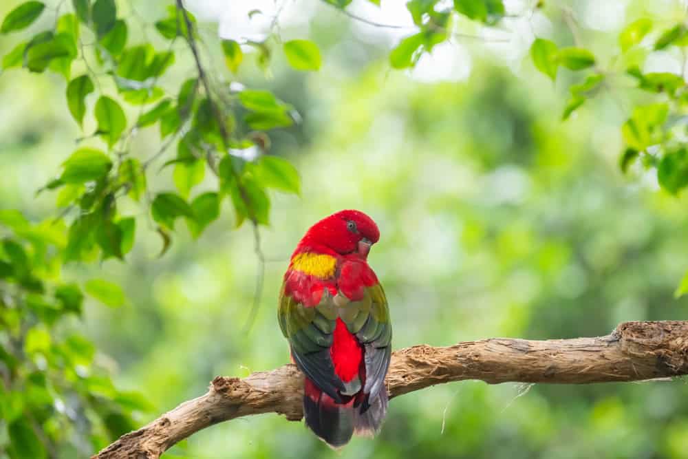 shutterstock 2514422157