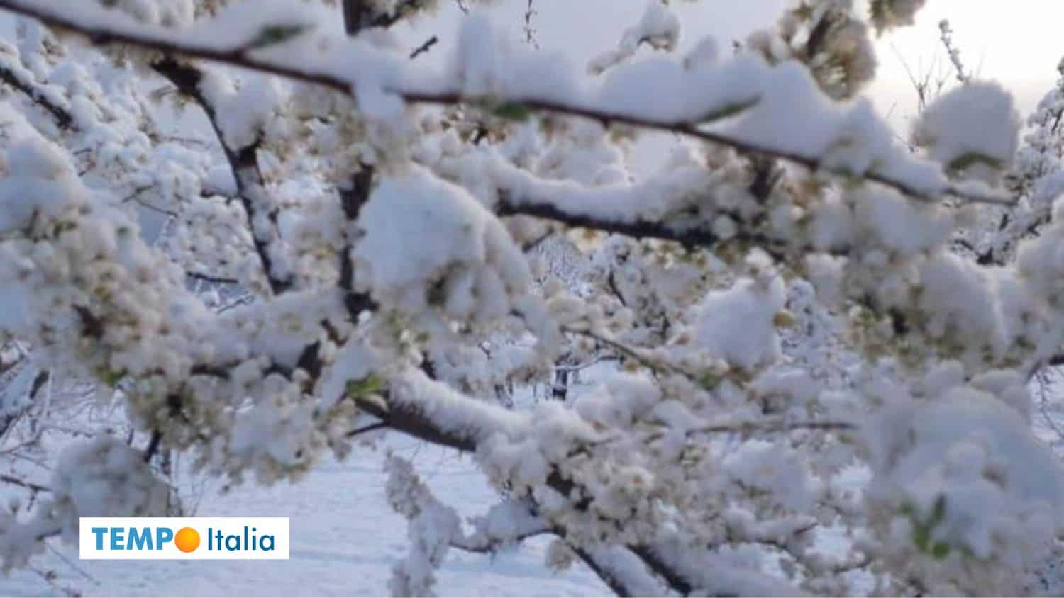 Meteo: GELO TARDIVO può compromettere i raccolti di queste Regioni