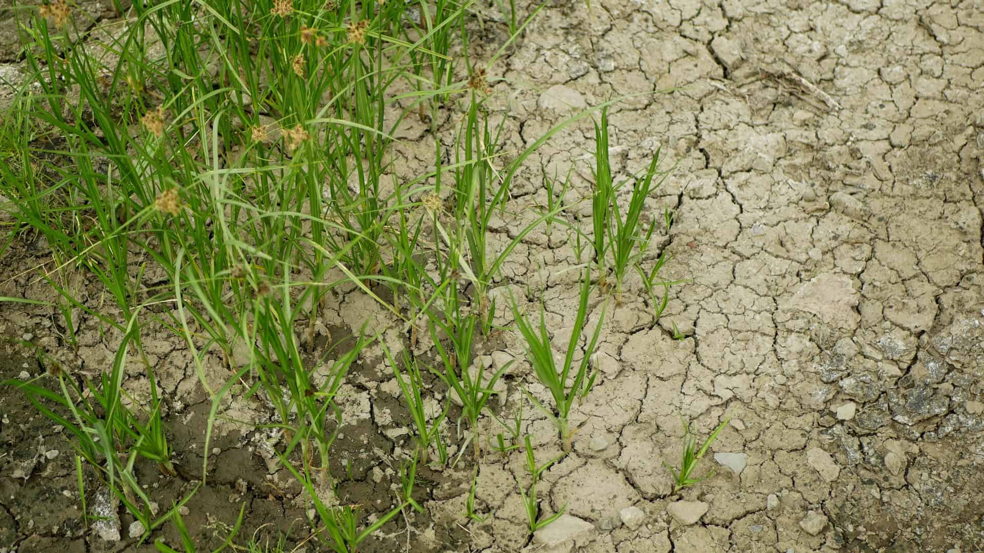 Meteo estate 2025: allarme caldo e siccità in Repubblica Ceca