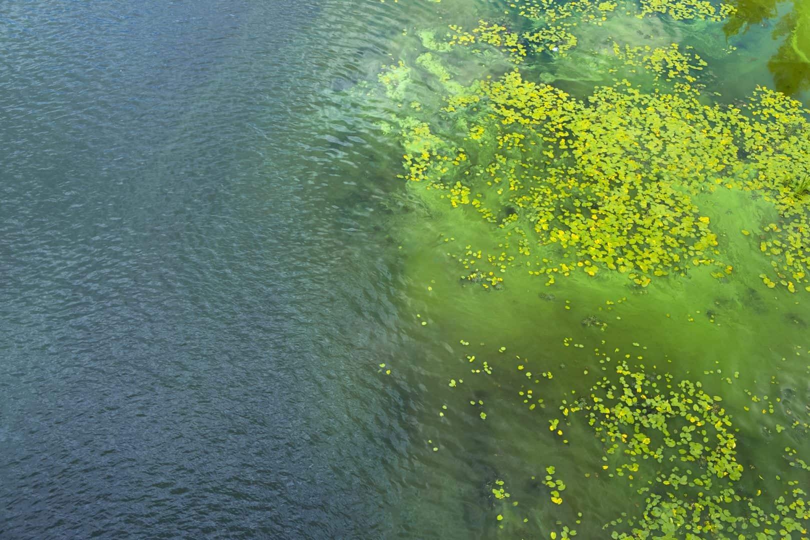 Invisible Invasion Poisoning California Coast - News Directory 3