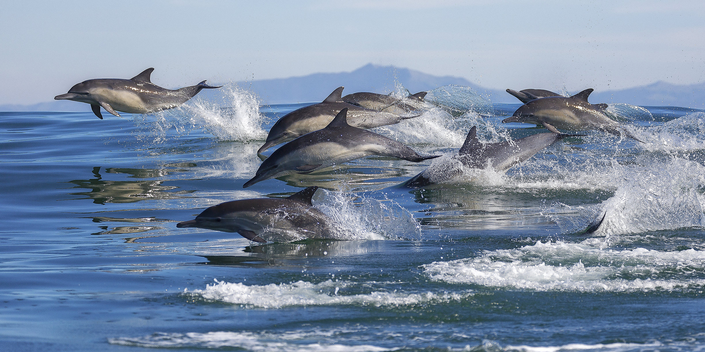 Scoperta sorprendente: i delfini usano fischi con significato condiviso