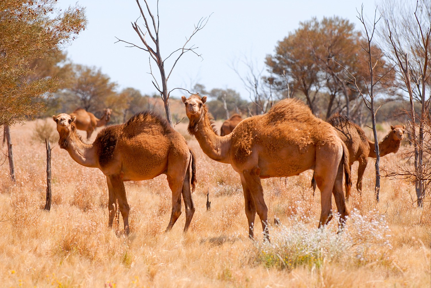 L’Australia ha più cammelli dell’Egitto: un’invasione silenziosa