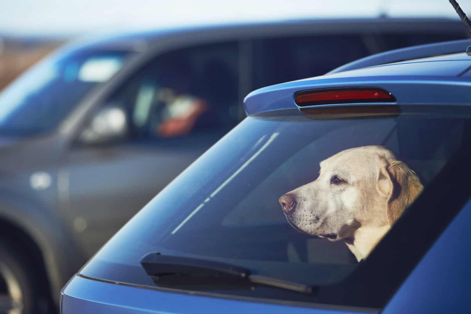 Animali in auto. Non si lasciano con il caldo