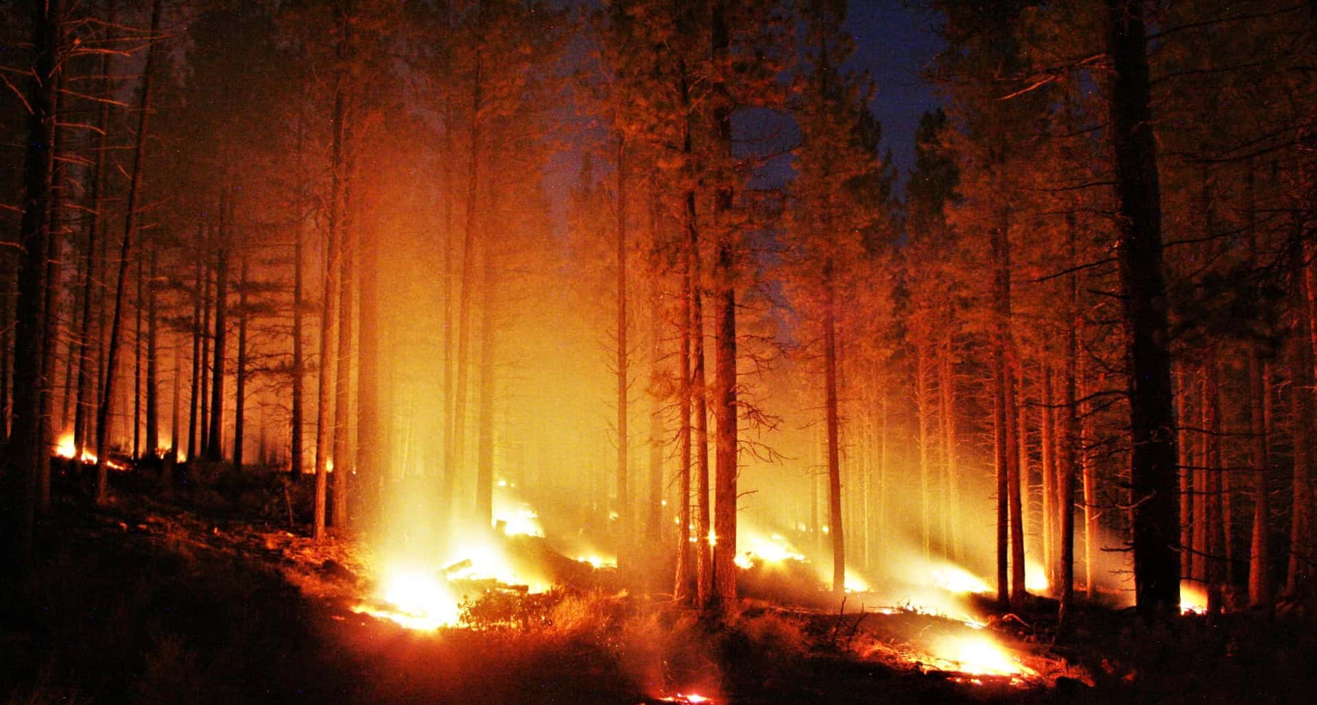 Incendi senza precedenti: l’impatto reale del riscaldamento globale