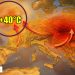 40°C normali in un Paese freddo: il Met Office ridisegna il clima del Regno Unito per il prossimo decennio