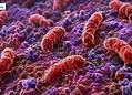 Batterio mangiacarne visto al microscopio.